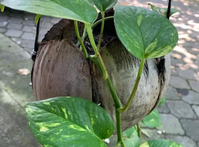 ホームステイ Coliving Bali Sweet Tabanan,daily & Monthly Stay,kost Bulanan Selemadeg